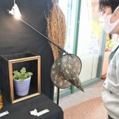 Mandragora: Loài cây trong Harry Potter được trưng bày tại Nhật